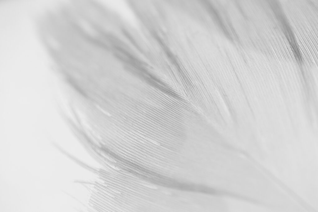 Close Up Feather Detail On White Background Conce