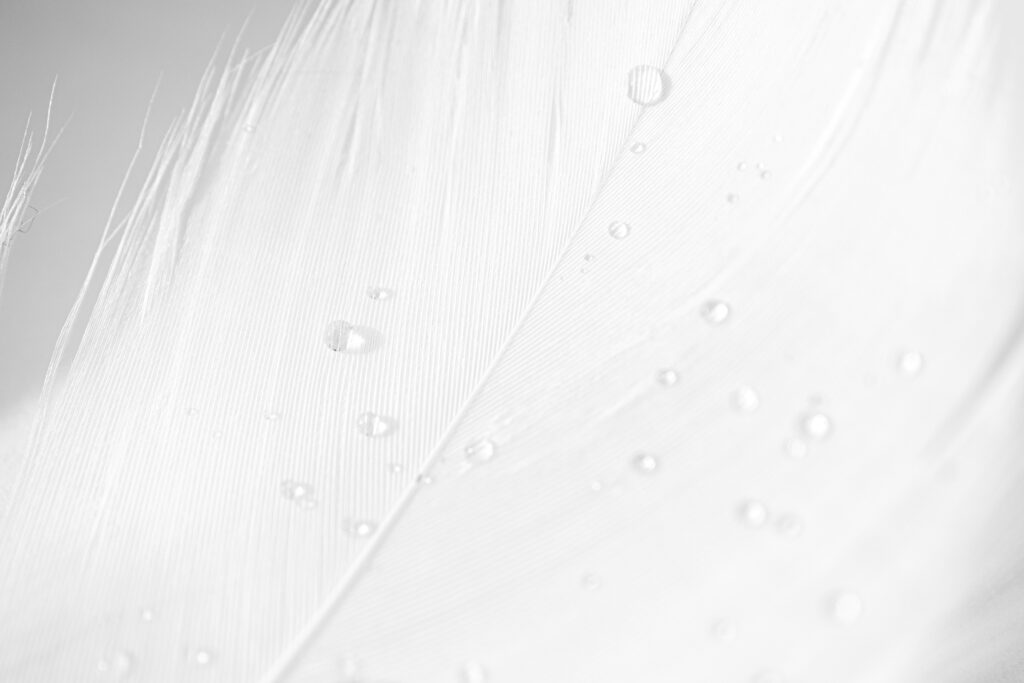 Delicate Feather With Water Droplets Macro Shot