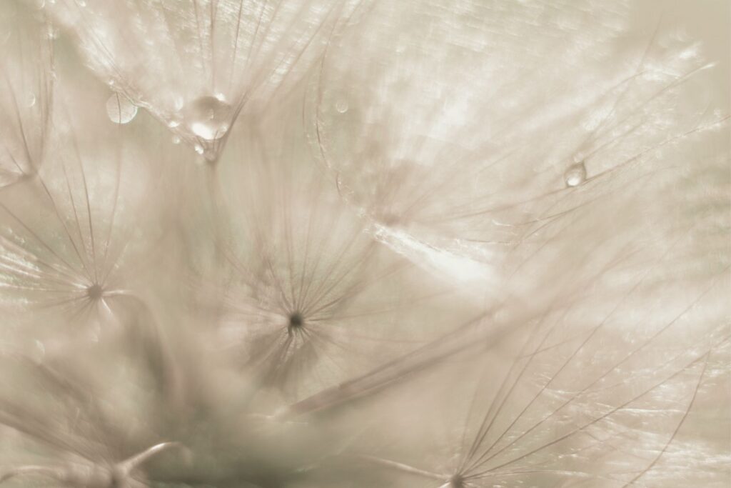 Abstract Dandelion Seed Head With Droplets